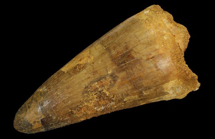 Bargain, Cretaceous Fossil Crocodile (Elosuchus) Tooth - Morocco #67029